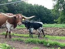 My Girl 25 bull calf
